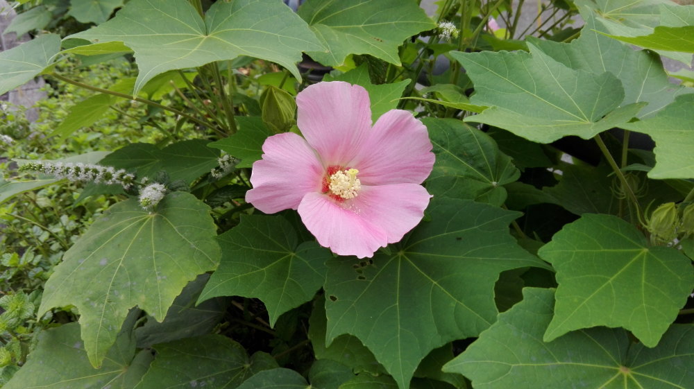 芙蓉20170809