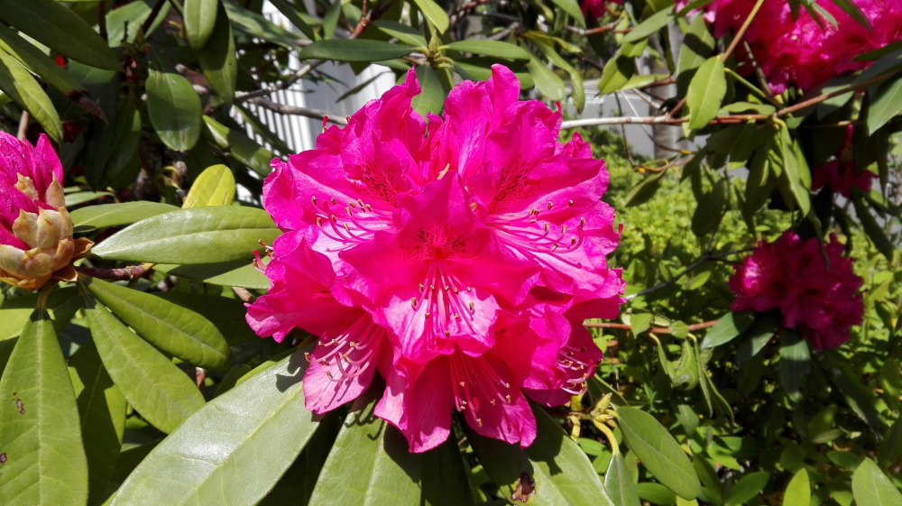 芍薬1