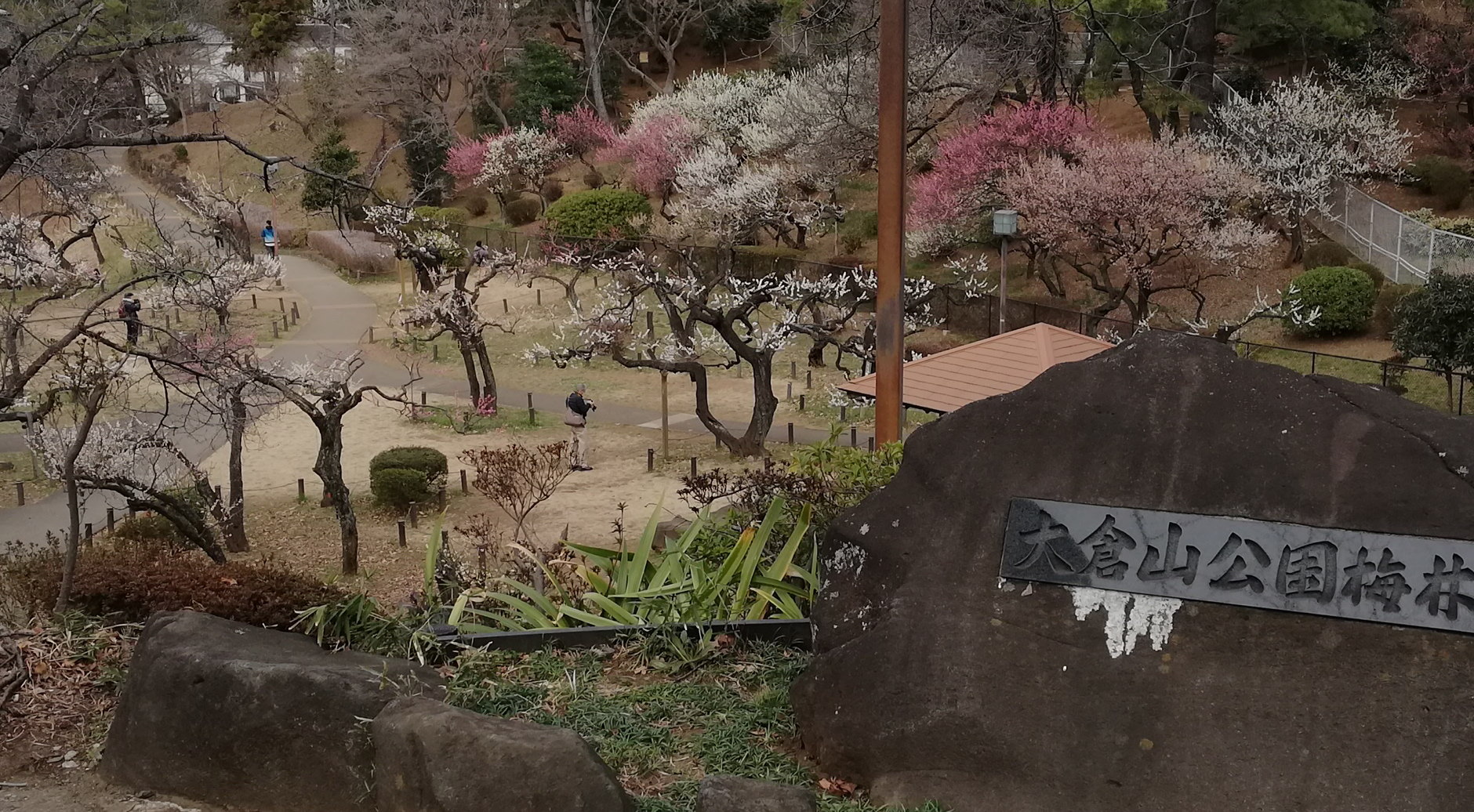 大倉山公園梅林